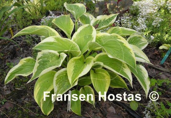 Hosta Merry Sunshine